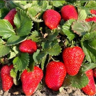 Огород с Вероникой