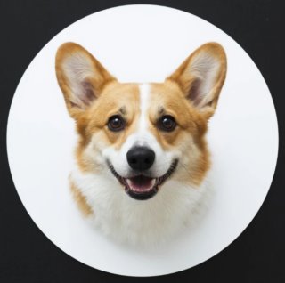 Породистые собаки в дар