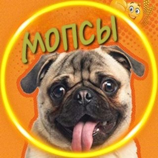Мопсы 🐶