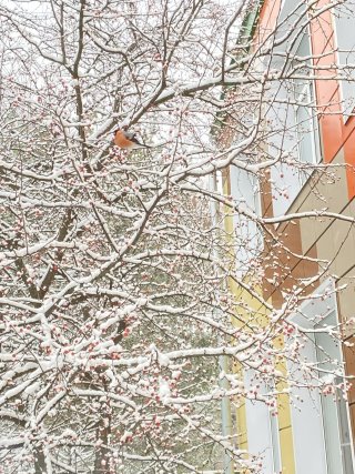 БУ СО ВО «ВЦПД (специализированный)»