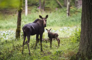 ГБУ Ленинградской области "Сосновское ГООХ"
