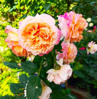 Мои Растения Сибири