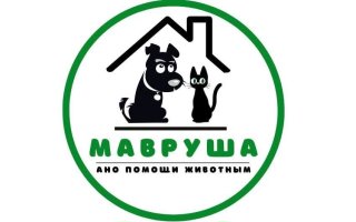 Мавруша | приют | г.Новосибирск