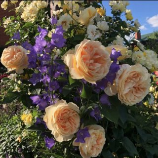 ЗАКУПКИ Юлин сад