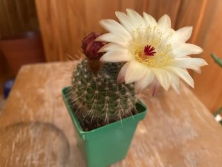 Товарищество собственников жилья "Родник"