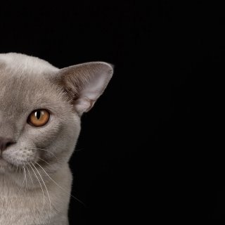 Бурма | Бурманские котята из питомника Vacheron