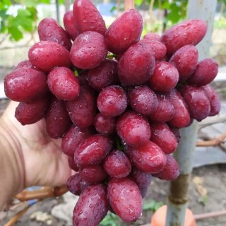 Виноград   ШАШАЕВА