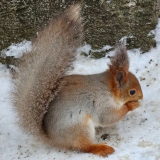 Как прекрасен этот мир