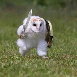 Owlsova бизнес на Авито