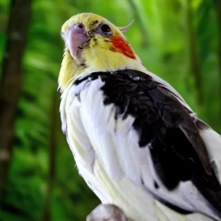 ЗАВОДЧИК ПОПУГАЕВ КОРЕЛЛА