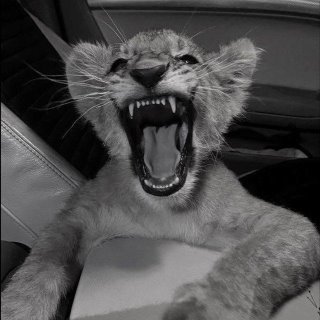 Тигрёнка 🐯🧡