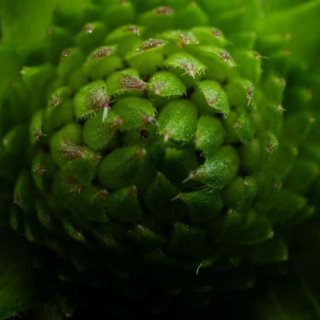 Макро-эстетика