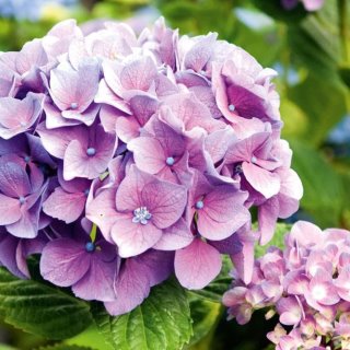 ⲄⲞⲢⲦⲈⲎⳄИЯ ⲟⲧ 𐌀 ⲇⲟ Я