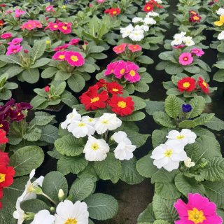 Цветы в Сокольниках