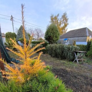 Хвойный дворик