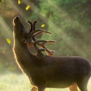 Дикая природа