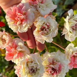 Пеларгонии Света Гордеева