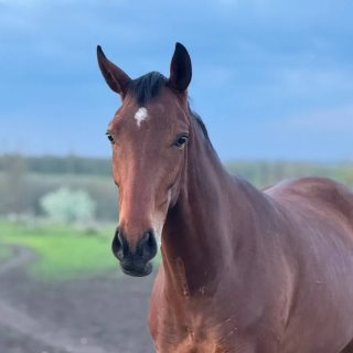 КСК "Нальмес"