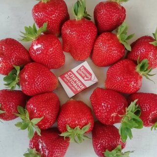 ПЕЛАРГОШКИ НА МОЁМ ОКОШКЕ