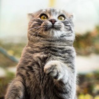 Мемасы, пятница и котики