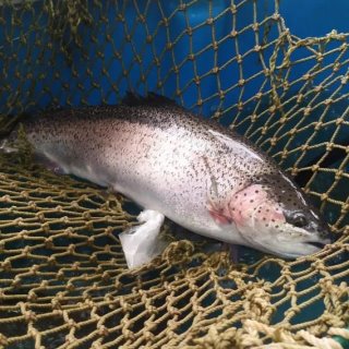 РЫБНОЕ ЦАРСТВО