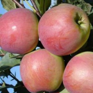 САДОВОДЫ МАРИЙ ЭЛ