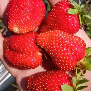 Велиткевичи