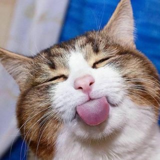 Без котиков никак