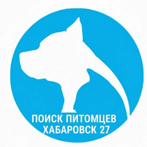 Поиск питомцев. Хабаровск 27
