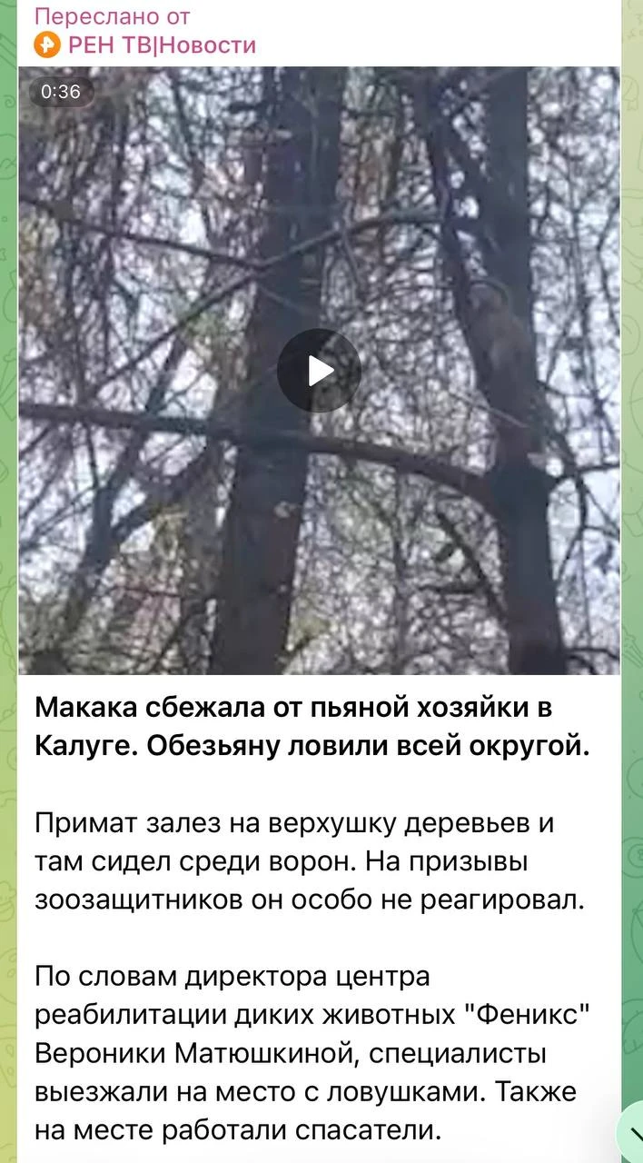 Изображение из сообщения канала
