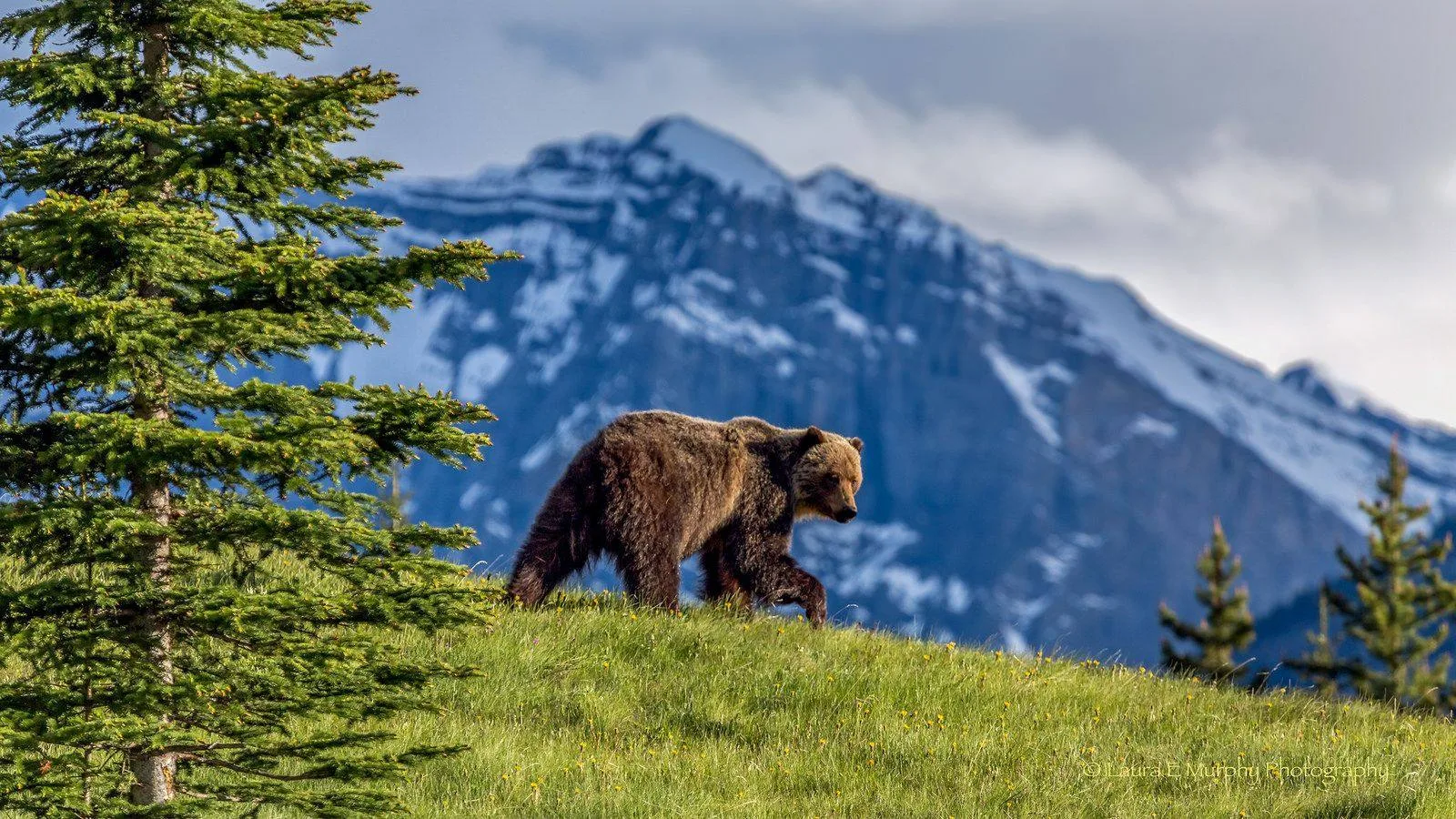 Логотип канала