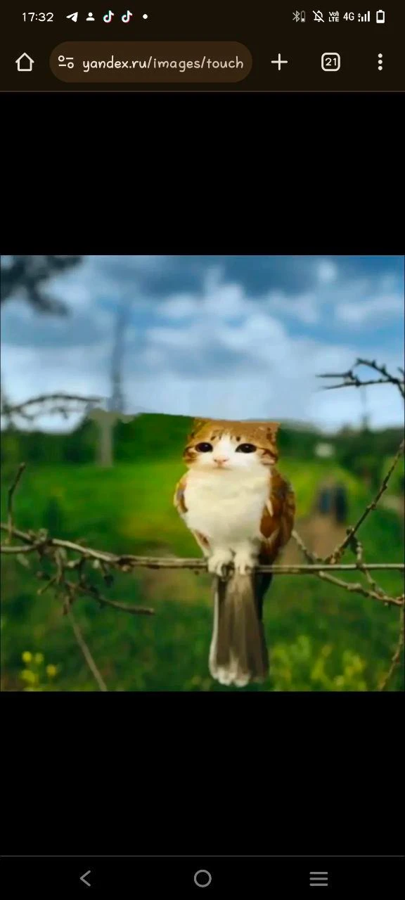 Чат комфортик