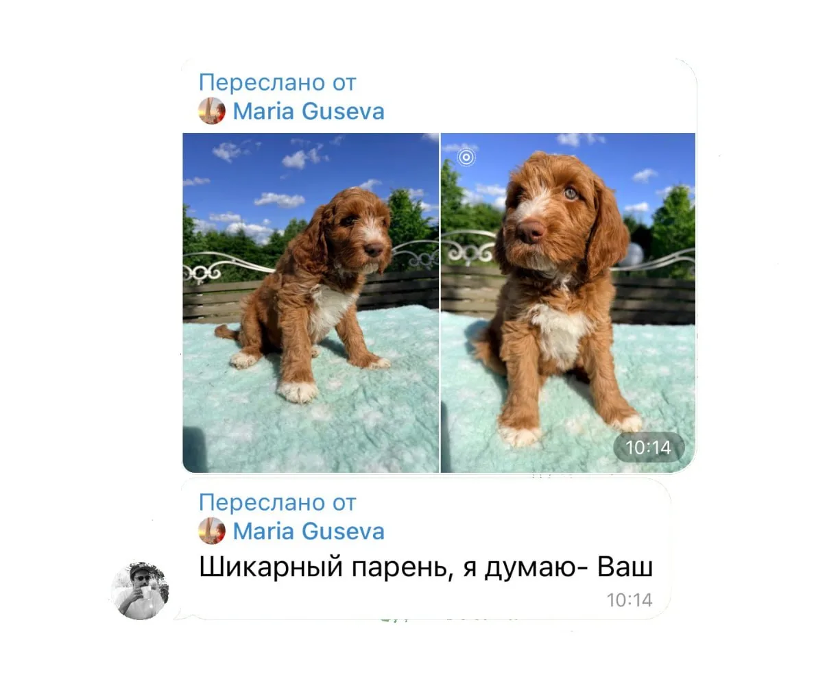 Изображение из сообщения канала