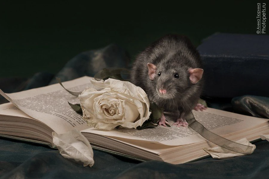 Фотографии крыс