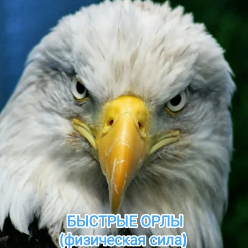 БЫСТРЫЕ ОРЛЫ