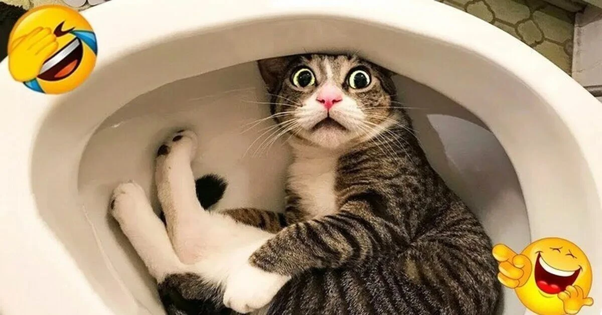 Смешные видосы 🤣