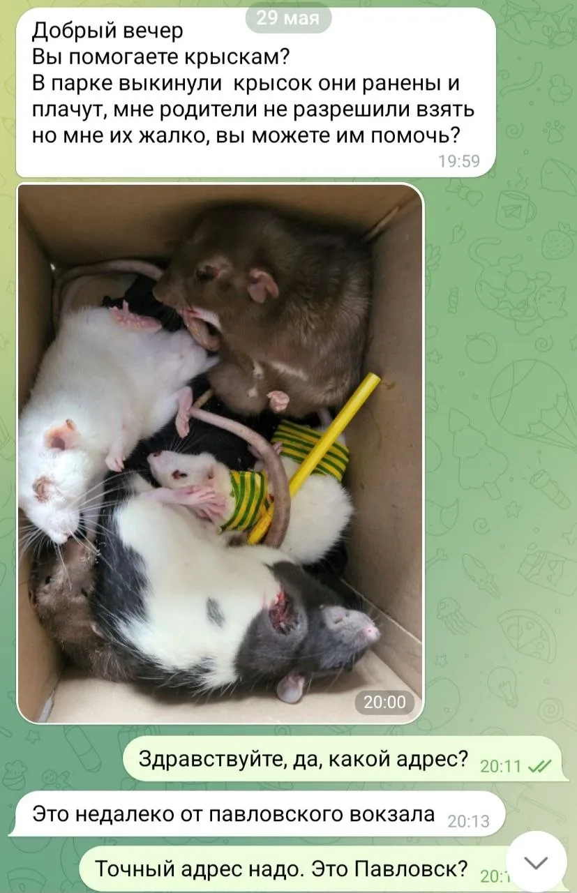 Изображение из сообщения канала