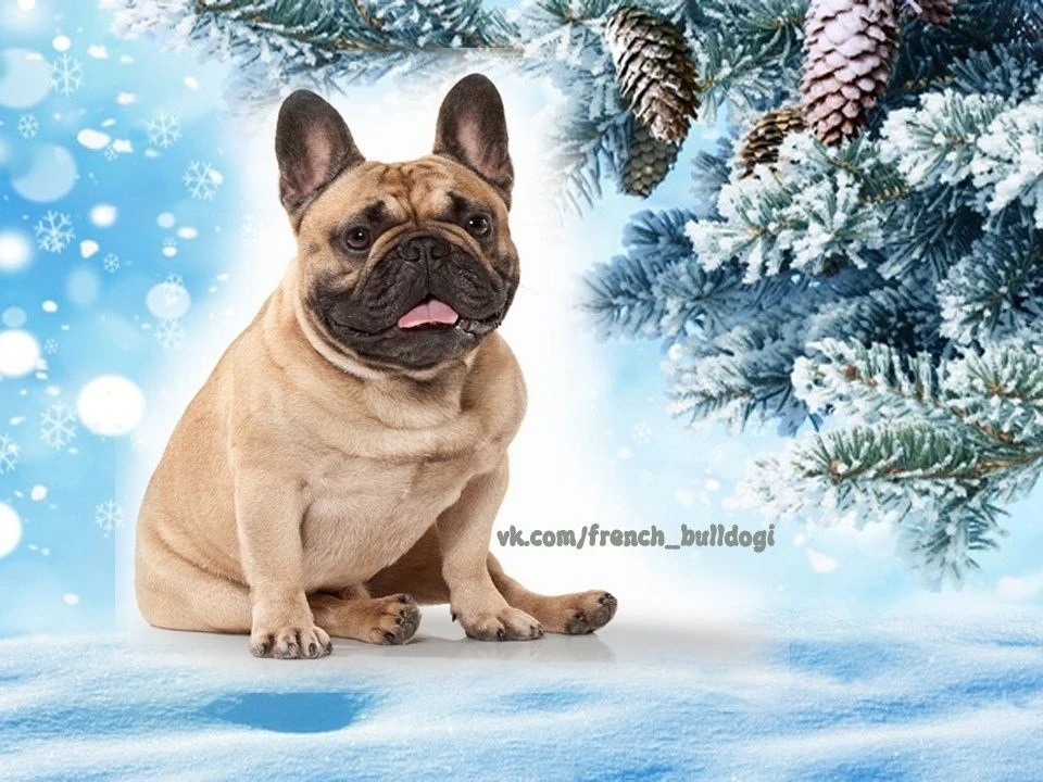 Французский бульдог | Собаки Животные Бульдоги Щенки Юмор