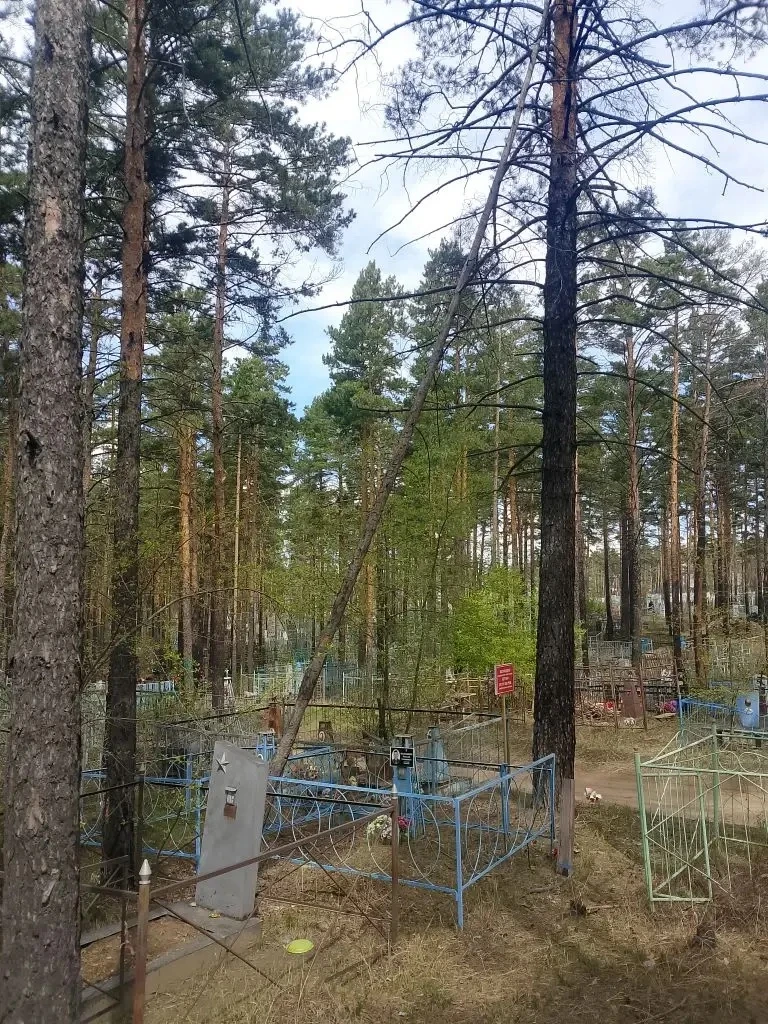 На кладбище в мкр. Горького по обращению жителя было убрано сухое аварийное дерево