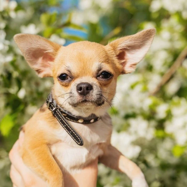 Ната и Ника