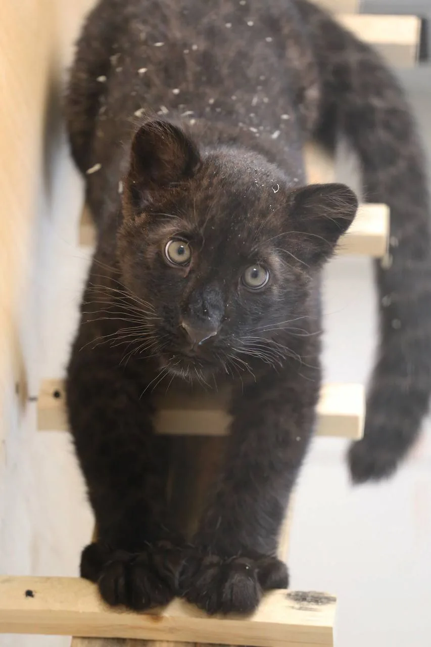 Логотип канала