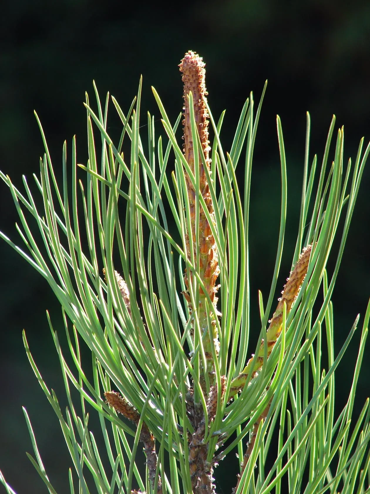 Всё про хвойные. Сосна, ель, туя, можжевельник