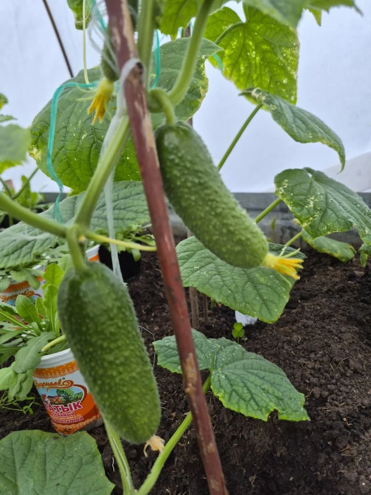 i?r=BTE2sh_eZW7g8kugOdIm2NothQEodTpROPRd-7l7MXPC4L3i2-RYtRLhjiKuHSJVDvw