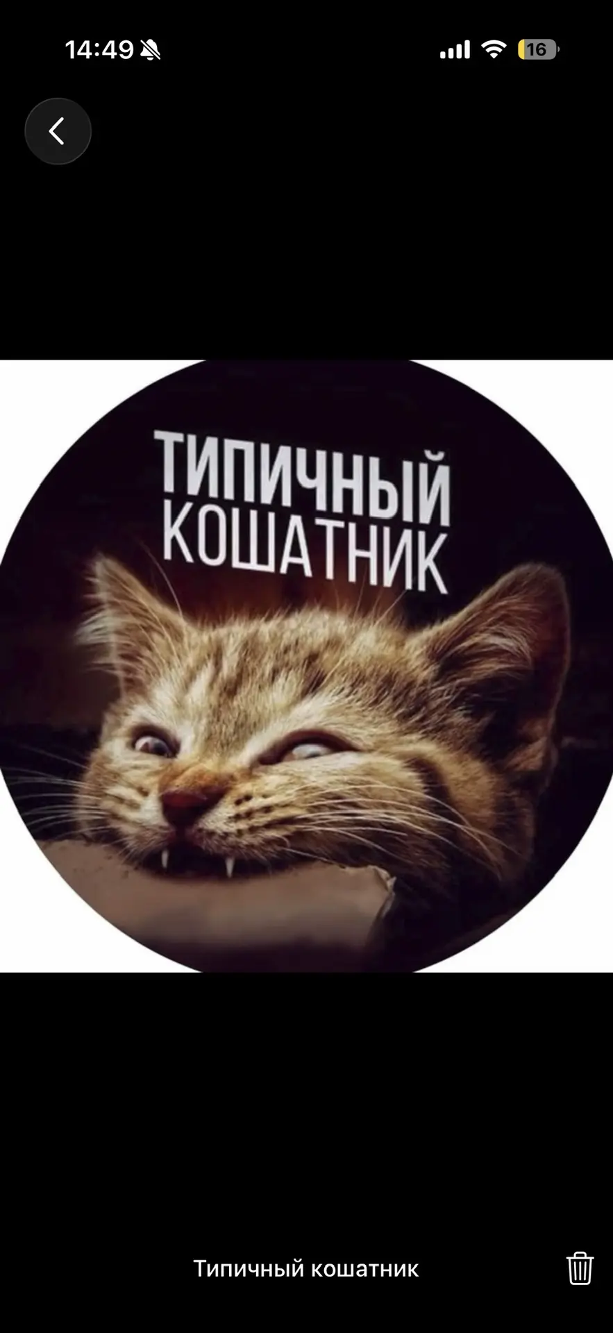 Типичный Кошатник