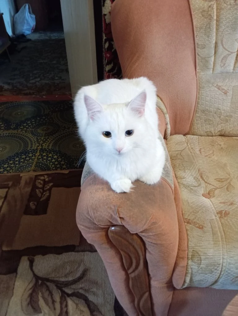 Логотип