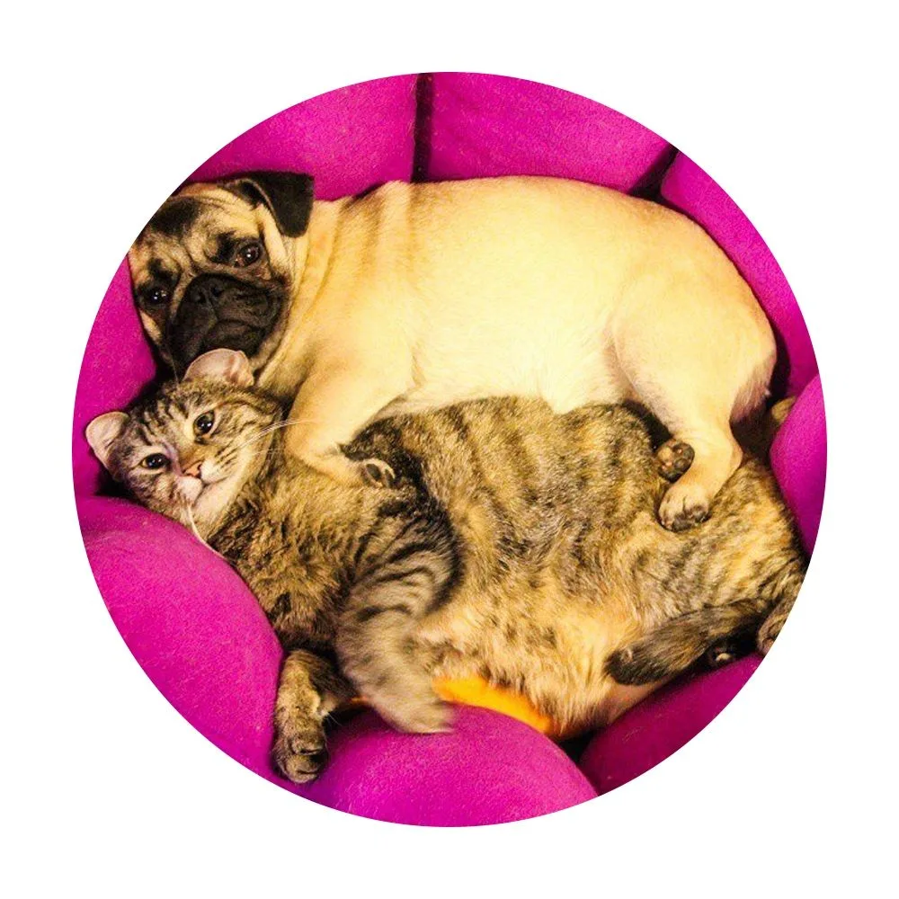 Логотип канала Пушистики