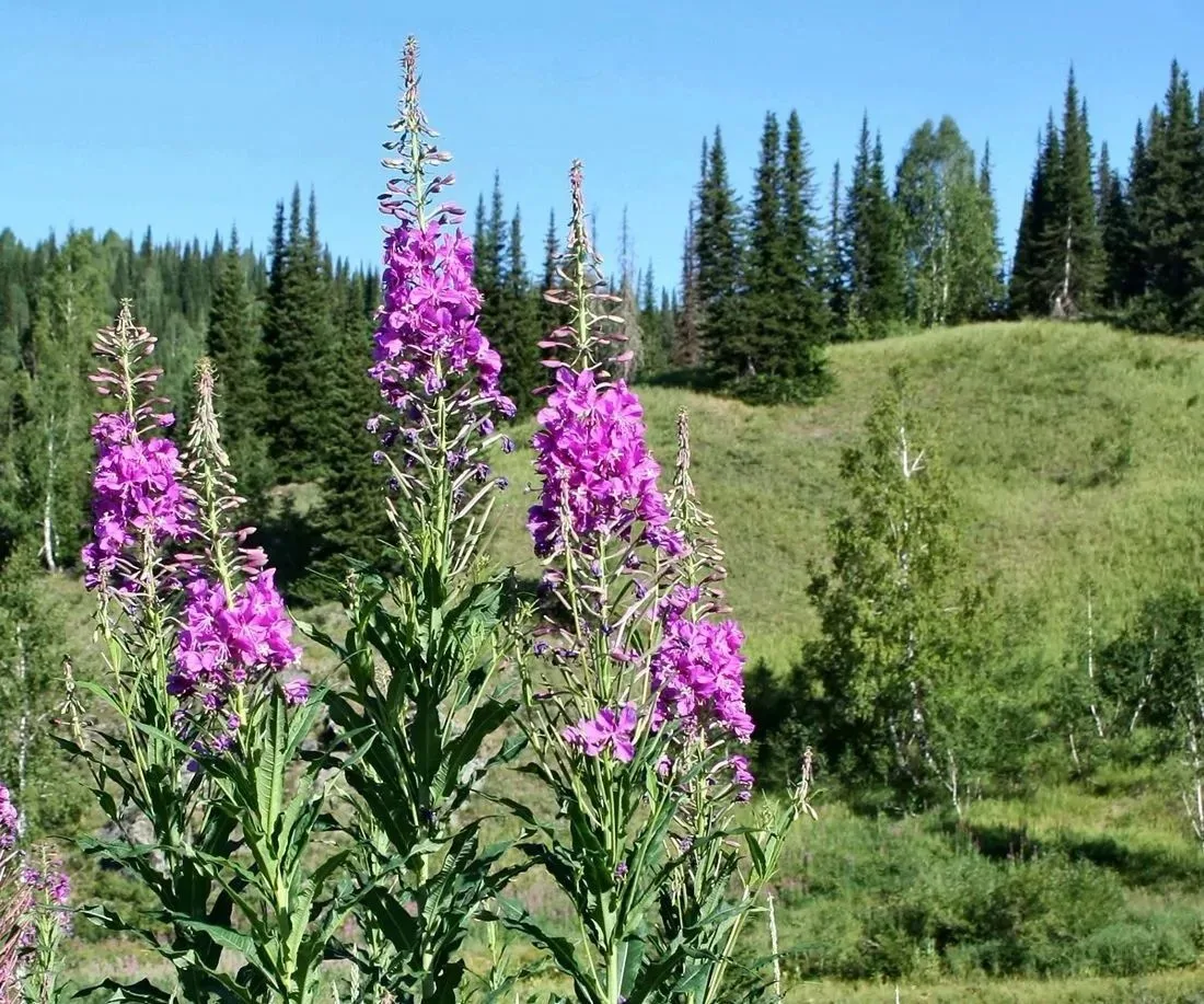ГАУ РБ "Макаровский лесхоз"