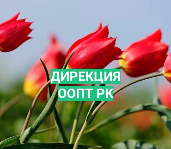 БУ РК "Дирекция особо охраняемых природных территорий Республики Калмыкия"