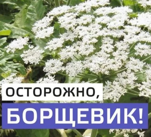 Борщевик — опасное растение, сок которого содержит токсичные вещества (фуранокумарины),...