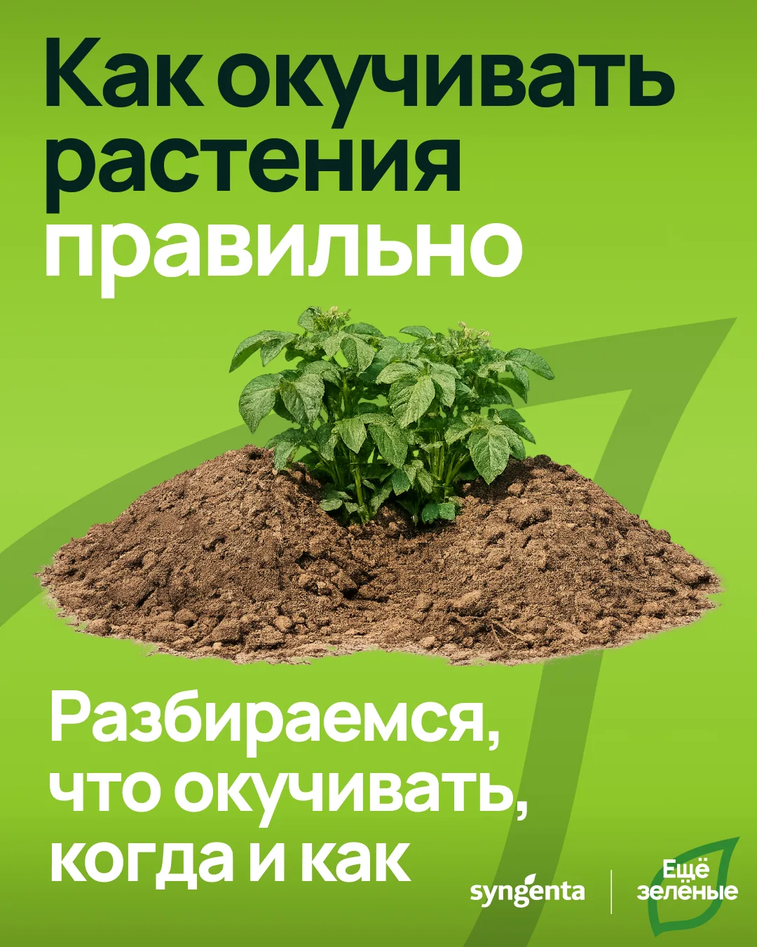 Как окучивать растения правильно 🌱

Посадили картошку, поливали, удобряли, а клубни все равно мелки